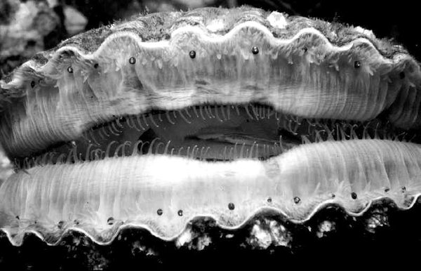The blue eyes lining the edge of a scallop’s mantle